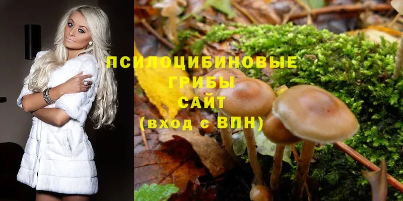 Галлюциногенные грибы Psilocybe  Киржач 